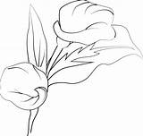 Cute Kids coloring Pages Easy calla Flower Black And  sketch template