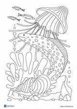 17 Free jellyfish coloring Pages  ESL Vault sketch template