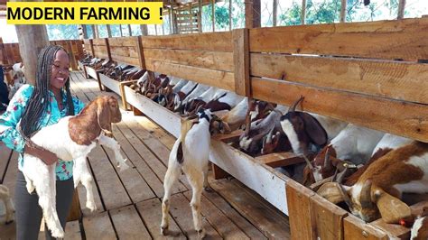 Starting A Simple GOAT Farm Business | Feeding, Housing, Farm Routine ...