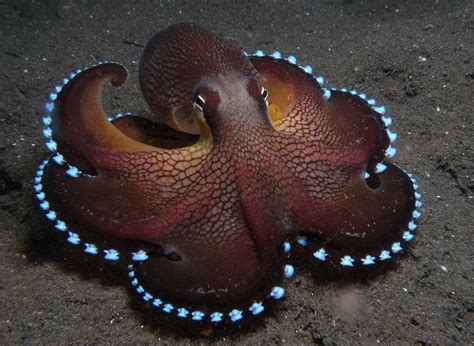 animals, Sea, Octopus Wallpapers HD / Desktop and Mobile Backgrounds