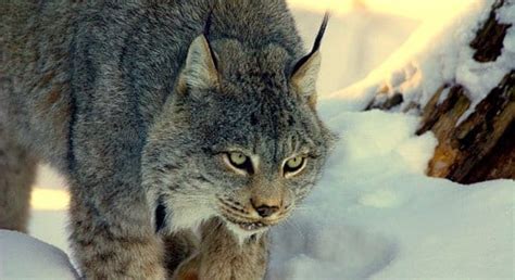 Washington state lists Canada lynx as endangered rare cats - NBC Right ...