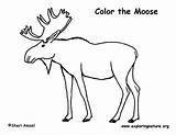Moose – Coloring Nature sketch template