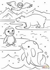 Printable Winter Animals Coloring Pages sketch template