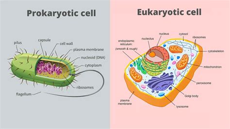 Prokaryotic Cell Definition - JavaTpoint