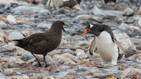 Ice and fury: penguins vs. skuas - CGTN