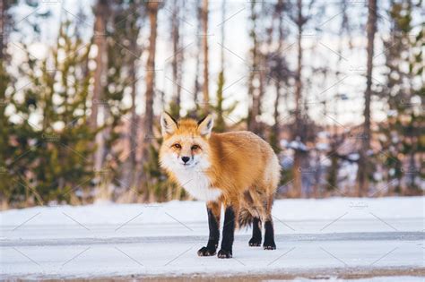 Fox on snowy mountain road stock photo | High-Quality Nature Stock Photos ~ Creative Market