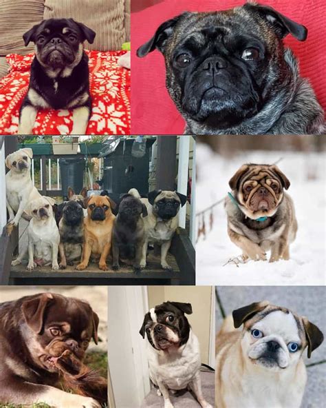 What Color Are Most Pugs