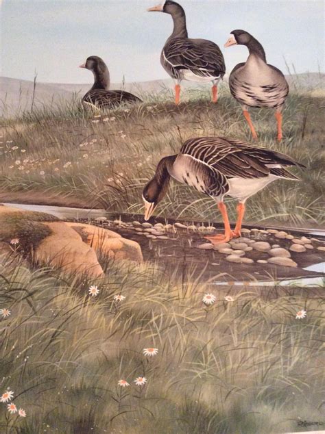 Richard Evans Younger Tule White-fronted Goose Print /1967 - Etsy