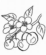 Cherry Coloring Pages  Best For Kids sketch template