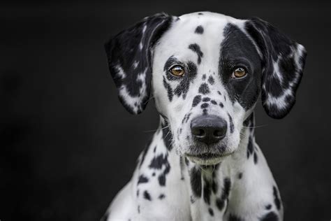 Download Stare Muzzle Dog Animal Dalmatian HD Wallpaper
