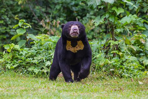 Wildlife Fact Sheet: Sun Bear - Rainforest Action Network