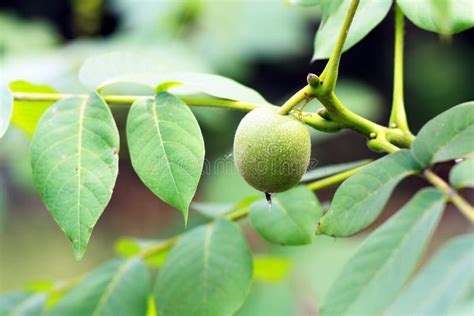 Green walnut stock image. Image of large, gourmet, healthy - 31630407