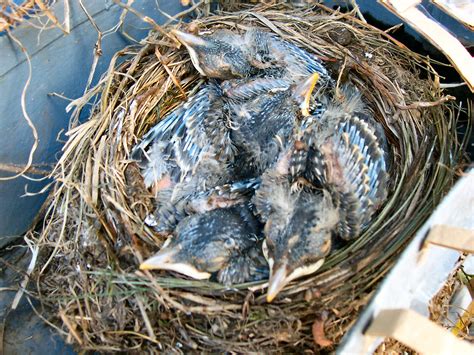 चित्र:Baby birds in nest.jpg - विकिपीडिया
