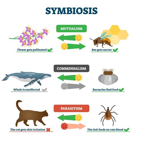 Example Of Symbiotic Relationship In Biology