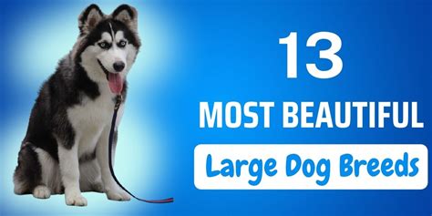 13 Most Beautiful Large Dog Breeds - CanineWeekly.com