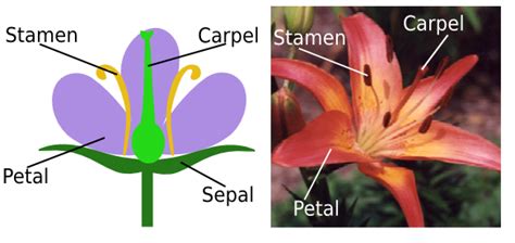 UNIT 1. PARTS AND FUNCTIONS OF A PLANT