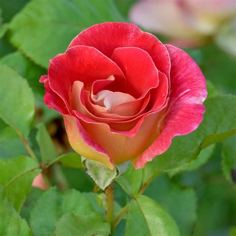 Rosier Aline Mayrisch Rose Ora 5007 - Des bouquets de roses rouges à revers jaune
