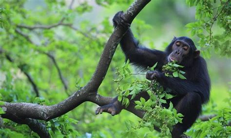 Chimpanzee trekking in Uganda | Chimpanzee Trekking Tours | Uganda