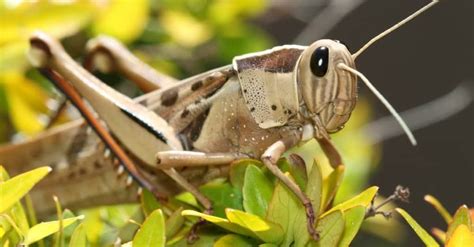 Grasshopper Lifespan: How Long Do Grasshoppers Live? - IMP WORLD