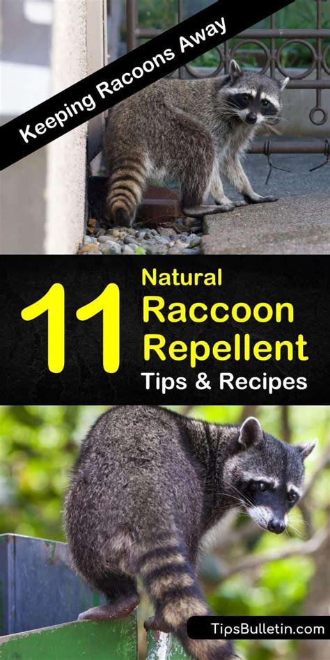 Discover how to make a natural raccoon repellent to keep unwanted ...