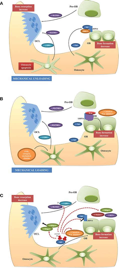 Frontiers | Role of Osteocytes in Myeloma Bone Disease: Anti-sclerostin Antibody as New ...