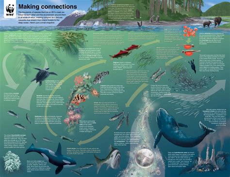 BC Marine Life Cycle Diagram – Watershed Moment