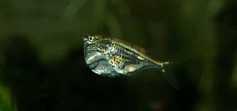 Marbled Hatchetfish Species | Tropical Fish Hobbyist Magazine