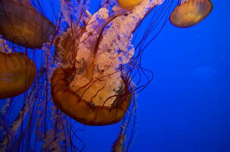 Banco de imagens : embaixo da agua, medusa, azul, coral, Invertebrado ...