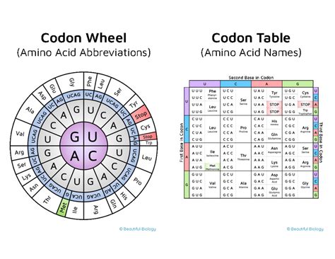 Codon Wheel and Table - ojvijvjieijvijevjieivjejivjievjvij vjev evnvenvievinevnienv - Studocu