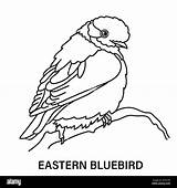 Goldfinch Bird Coloring Page sketch template