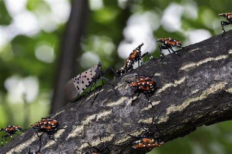 The 7 Most Invasive Species in North America and Their Startling ...