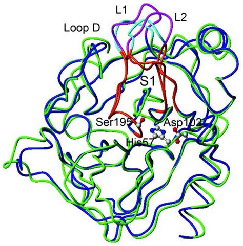 Trypsin enzyme function, production, cleavage & trypsin inhibitor