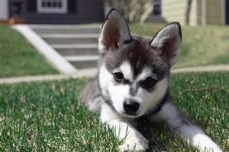 Alaskan Klee Kai / A Guide to Alaskan Klee Kais | Embark | Alaskan Klee ...