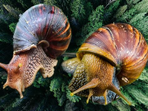 SNAIL FARMING: REARING SNAILS CORRECTLY