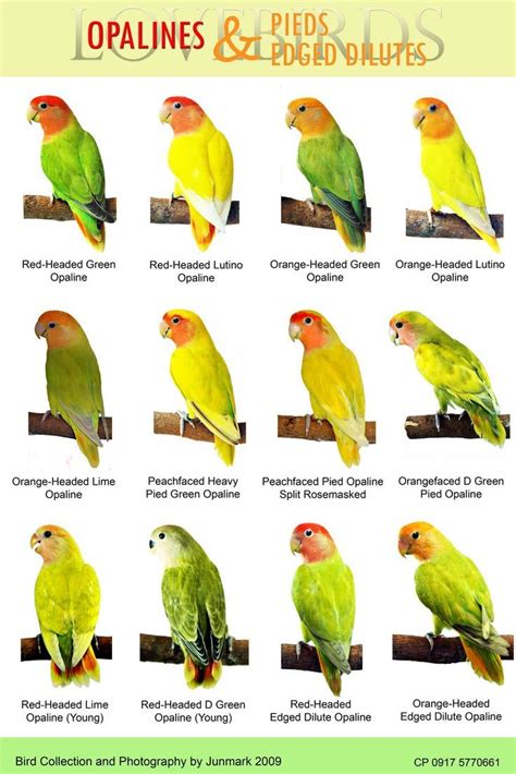 lovebird types - Поиск в Google | African lovebirds, Bird breeds, Pet birds