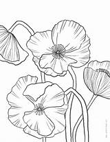 Poppies Coloring Page — Tara Wright Illustration sketch template