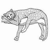 African panther coloring Pages  Hellokidscom sketch template