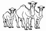 Three Camels Coloring Page  Free Printable Pages sketch template