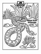 Green Rattlesnake Coloring Page For Kids Snakes Printable  sketch template