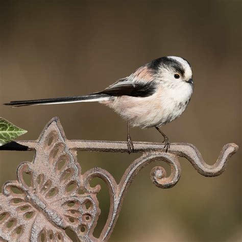 All about the Long-tailed tit - GardenBird