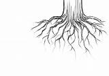 Simple Tree Roots Coloring Pages sketch template