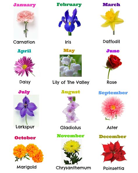 birth flowers - Google Search | July birth flower, August birth flower, Birth flowers