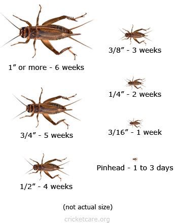 Life Span Of A Cricket