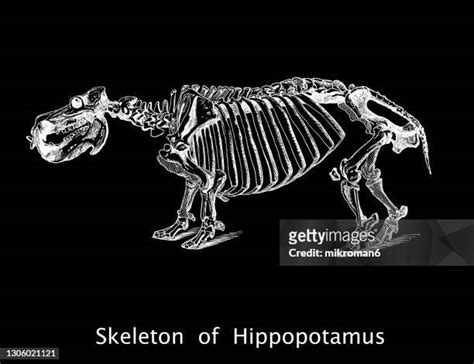 64 Hippo Skeleton Stock Photos, High-Res Pictures, and Images - Getty ...