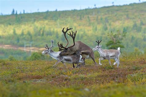 8 Facts about Arctic Dating and Mating | Visit Finnish Lapland