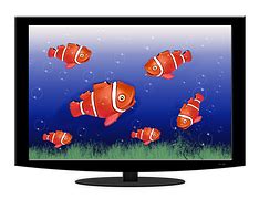 Free photo: Anemone Fish, Clown Fish, Aquarium - Free Image on Pixabay - 1496866