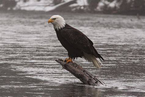 Perspective: Bald Eagle Migration-Squamish BC