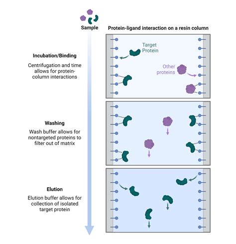 Affinity Purification | AAT Bioquest