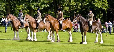 Clydesdale Horse Show | Clydesdale horses, Horses, Clydesdale