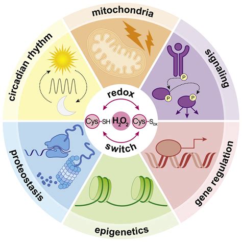 Redox metabolism: ROS as specific molecular regulators of cell signaling and function: Molecular ...